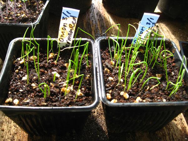 onion seedlings
